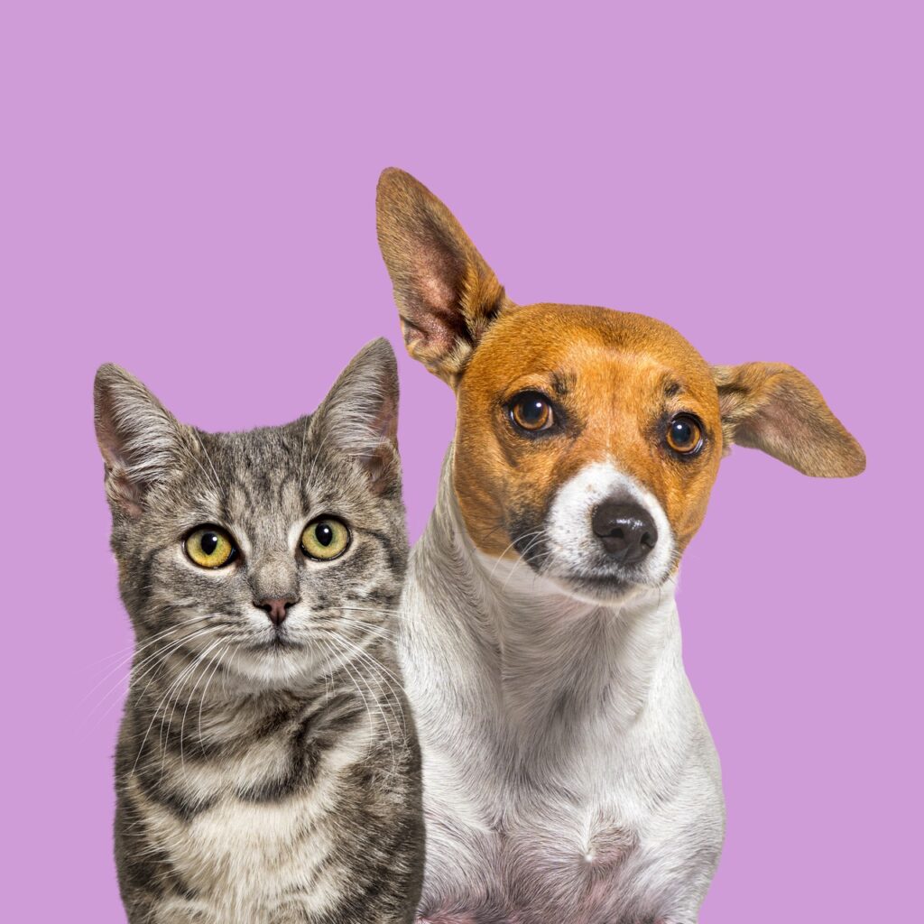 Joyvet – Cabinet Veterinar Sector 3