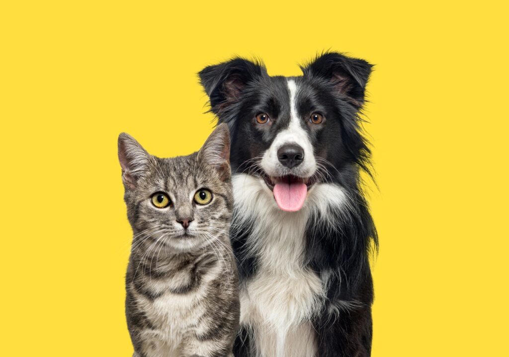 Joyvet – Cabinet Veterinar Sector 3