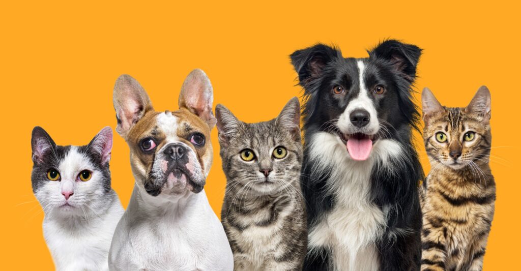 Joyvet – Cabinet Veterinar Sector 3