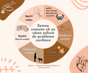 cardiologie veterinara cardiolog veterinar bucuresti