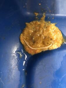 paraziti intestinali pisici