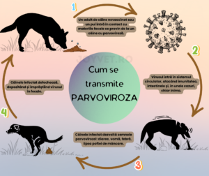 Parvoviroza