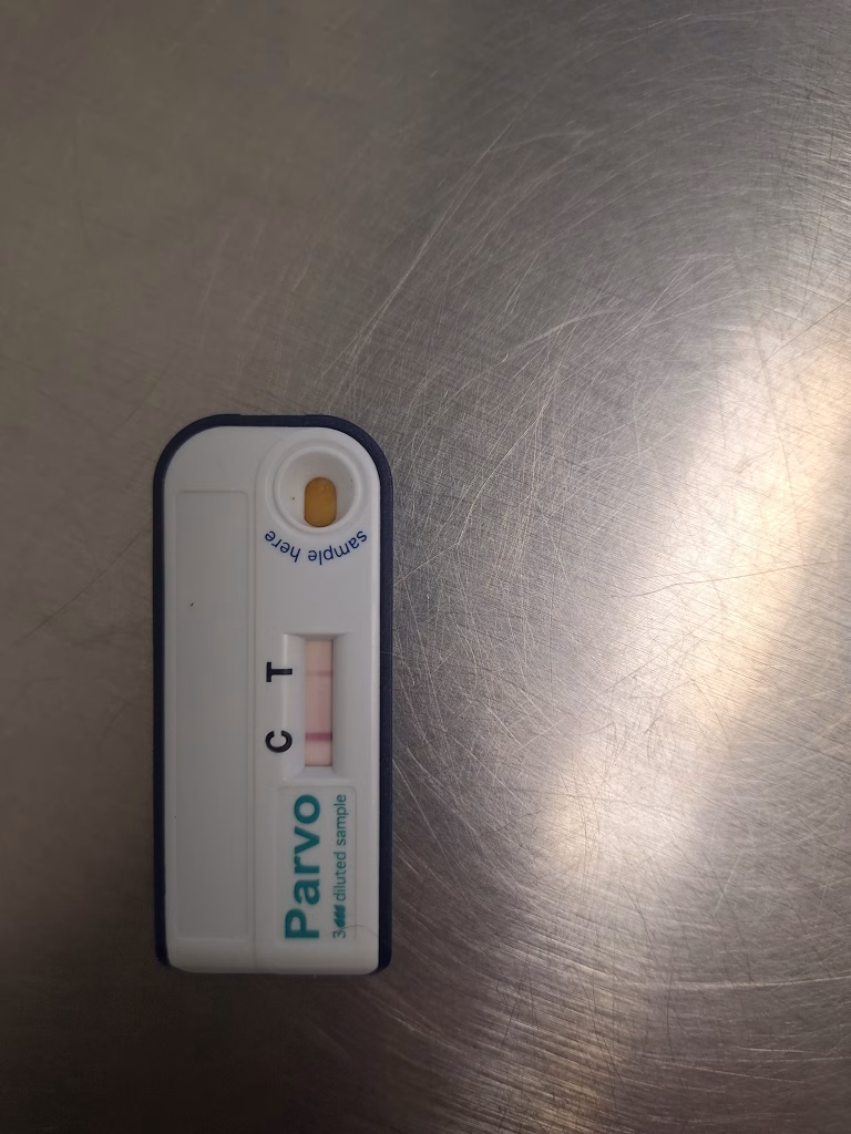 test rapid parvoviroza pozitiv