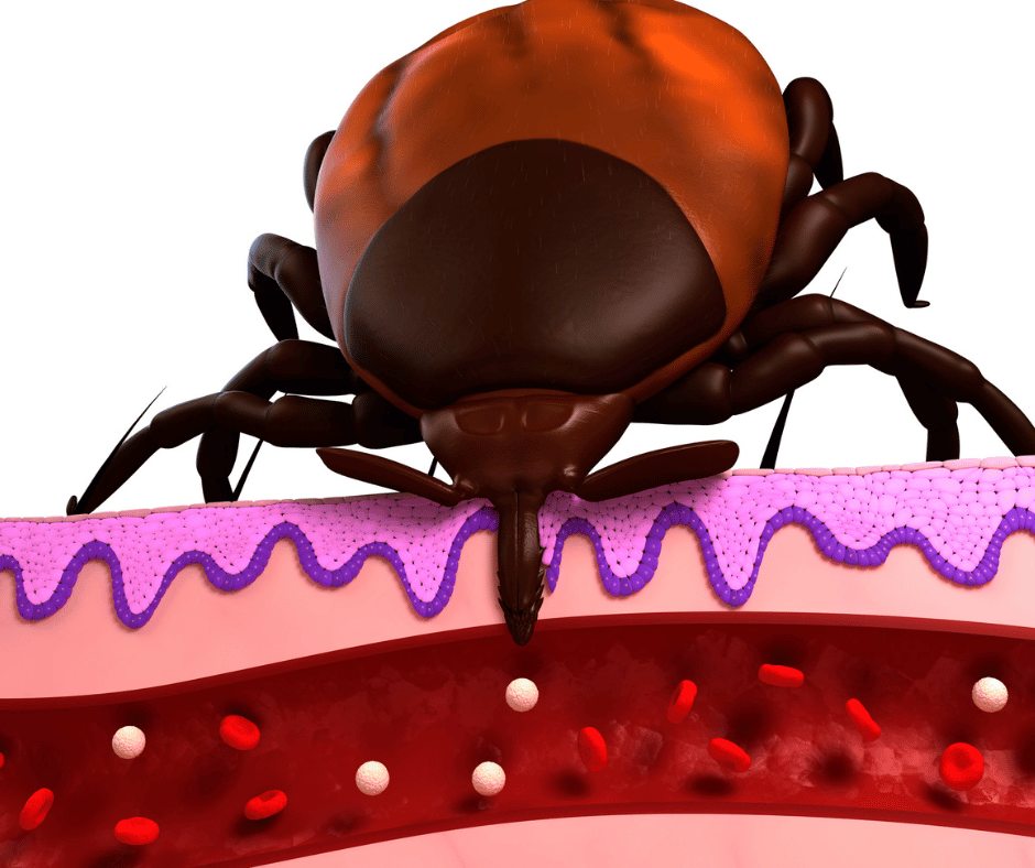 Joyvet – Cabinet Veterinar Sector 3