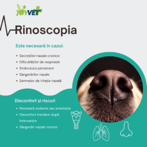 rinoscopie caini pisici