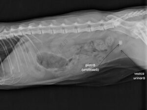 piatra vezica pisica