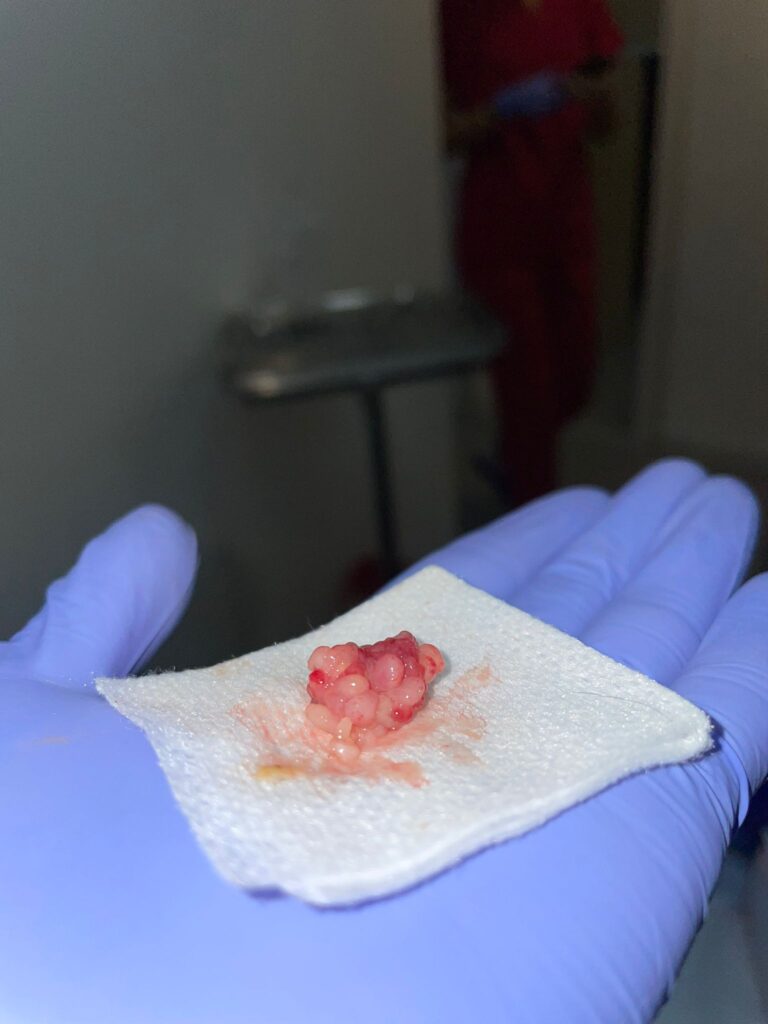 Joyvet – Cabinet Veterinar Sector 3