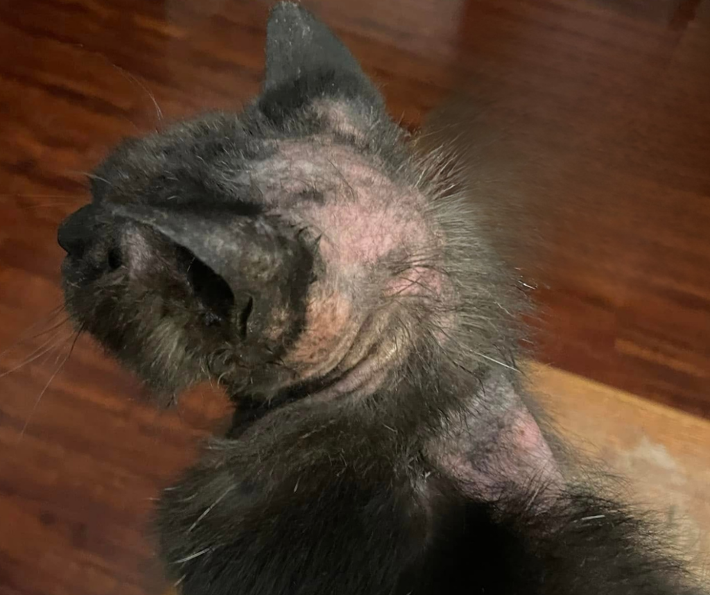 Joyvet – Cabinet Veterinar Sector 3