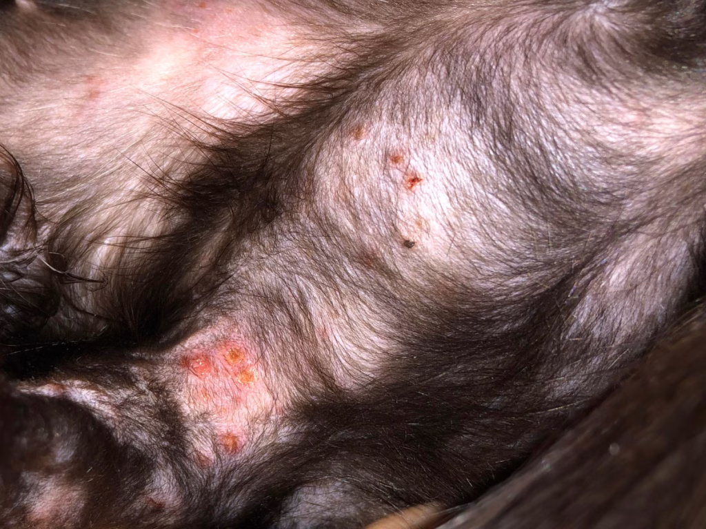 Dermatită la pisică cu zone fără păr și cruste