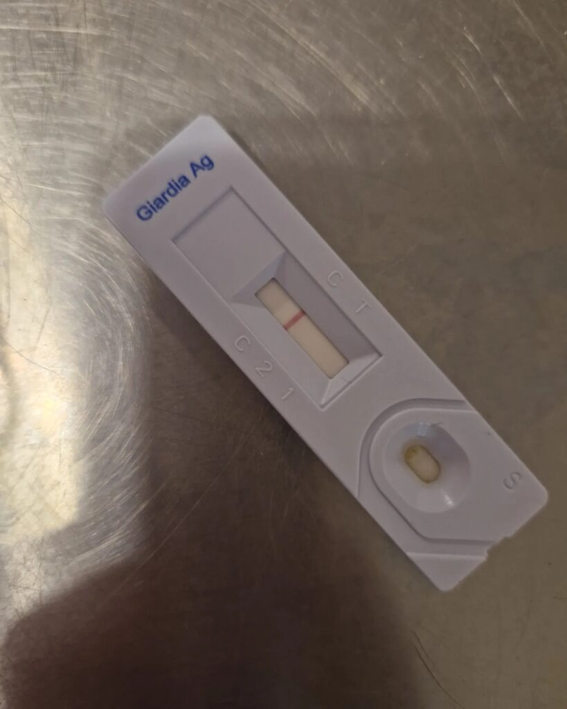 test giardia caine