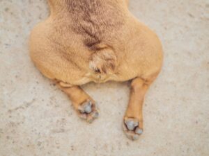 Instabilitate pe picioarele din spate la câine