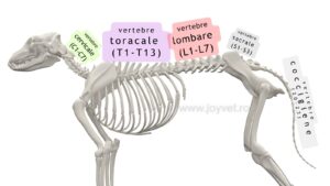anatomie coloana caine instabilitate pe picioarele din spate