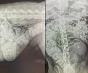 constipatie la un caine cu megacolon