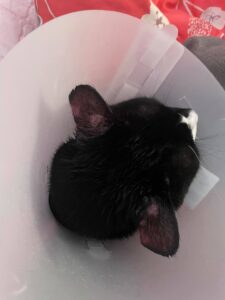 pisica se scarpina la urechi