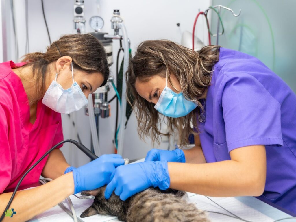 Joyvet – Cabinet Veterinar Sector 3