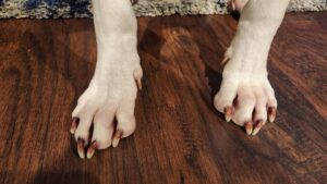 malasezia unghii caine