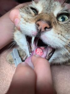 pisica vomita - cancer gura