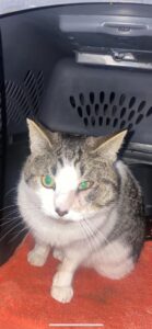 umflatura gat pisica