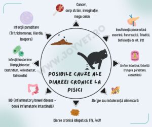 diareea la pisici