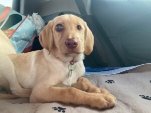 Glaucomul la câini: O afecțiune oculară gravă cu presiune intraoculară crescută. Duce la durere, ochi tulburi/măriți și pierderea progresivă a vederii.