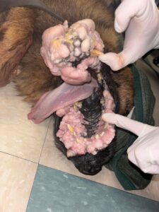 Papilomavirusul oral este un virus contagios ce infectează gura câinilor, în special a celor tineri, provocând apariția unor excrescențe benigne (papiloame) pe mucoase.