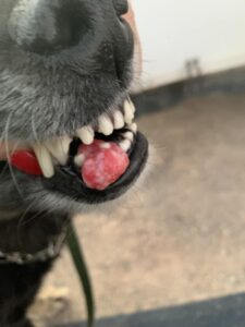 Tumorile gingivale la câini sunt excrescențe în gură, vizibile la gingii. Pot fi benigne (epulis) sau maligne, necesitând examinare veterinară pentru diagnostic și tratament corect.