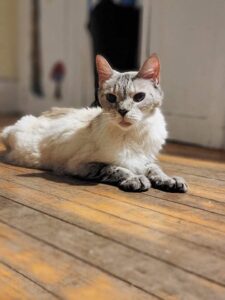 pisica cu hipertiroidism veterinar