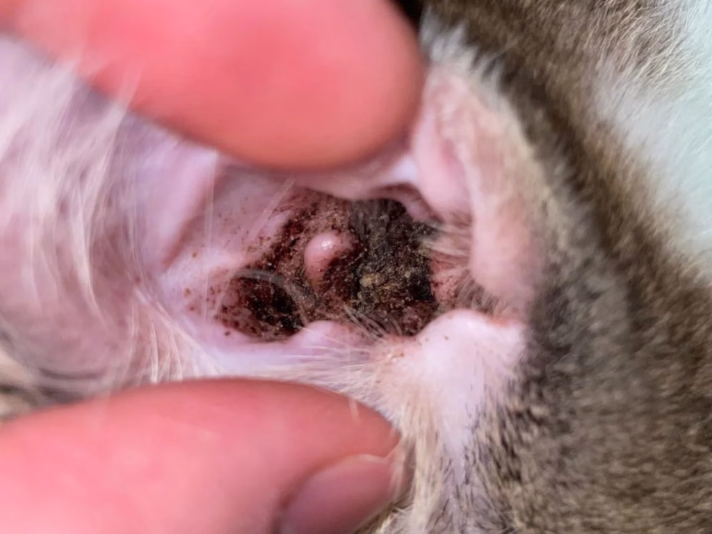 Joyvet – Cabinet Veterinar Sector 3