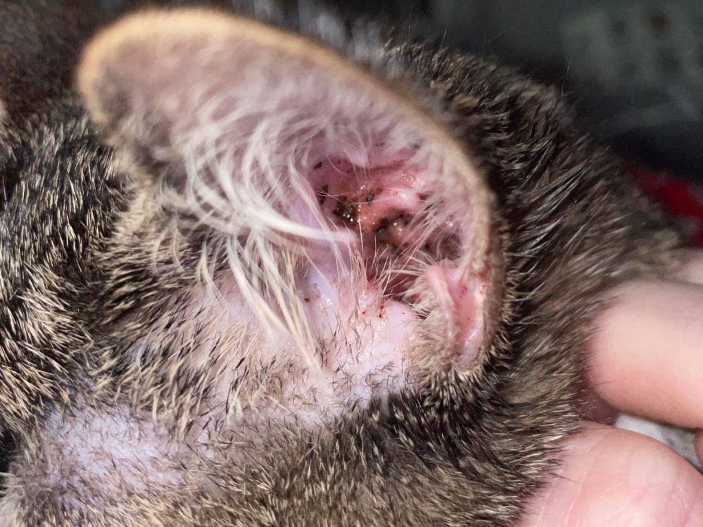 Joyvet – Cabinet Veterinar Sector 3