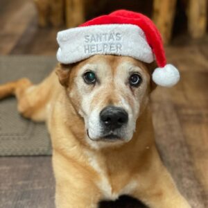Pe măsură ce îmbătrânesc, câinii pot dezvolta boli precum artrita, afecțiuni cardiace/renale, cancer și probleme dentare, necesitând îngrijire veterinară specială.