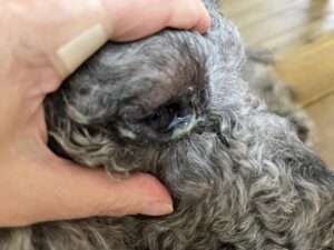 Conjunctivita la câini: ochi roșii, umflați, cu lăcrimare și adesea secreție purulentă, indicând o inflamație oculară ce provoacă disconfort intens.