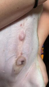 Hernia ombilicală la câine: o umflătură comună la buric, unde țesutul abdominal se protruzează printr-o deschidere incompletă, vizibilă mai ales la pui.