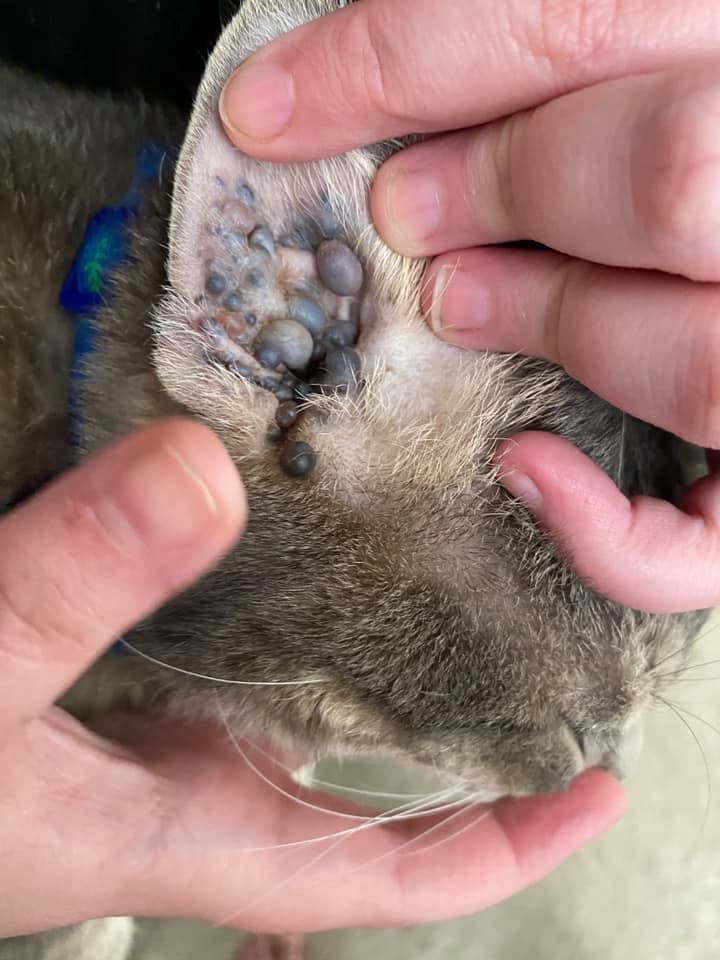 hiperplazie glanda ceruminoasa