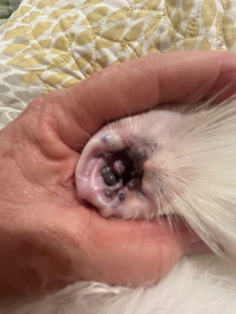 Joyvet – Cabinet Veterinar Sector 3