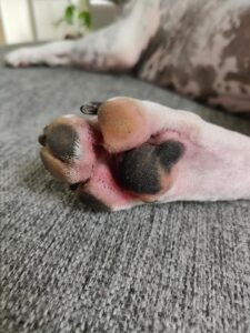 Roșeața la baza pernuțelor câinelui indică iritație sau inflamație locală, adesea cauzată de alergii, lins excesiv sau factori externi, necesitând atenție.