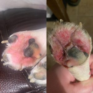 Pododermatita interdigitală la câine este o iritație persistentă a pielii dintre pernuțe, provocând durere, roșeață și lins obsesiv, având cauze multiple.