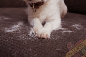 Tratamentul alergiilor la câini vizează ameliorarea mâncărimii și disconfortului, incluzând medicamente specifice, dietă personalizată și gestionarea factorilor declanșatori.