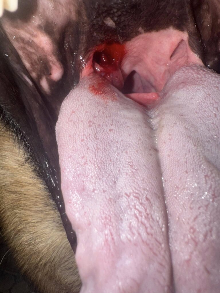 bat prins in gura caine