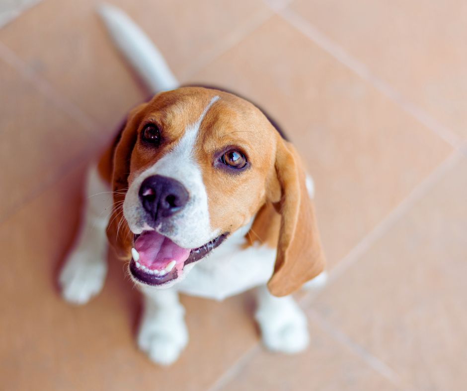 Joyvet – Cabinet Veterinar Sector 3