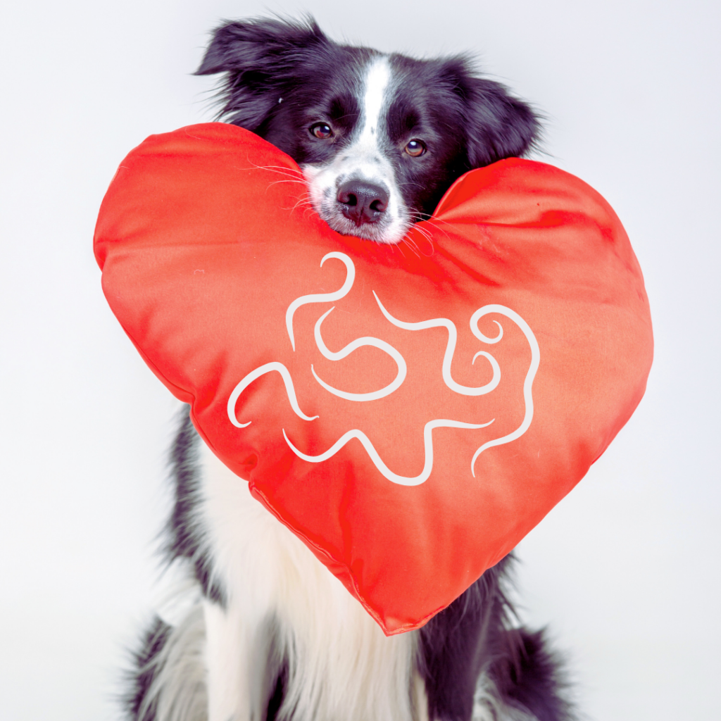 dirofilarioza viermi cardiaci