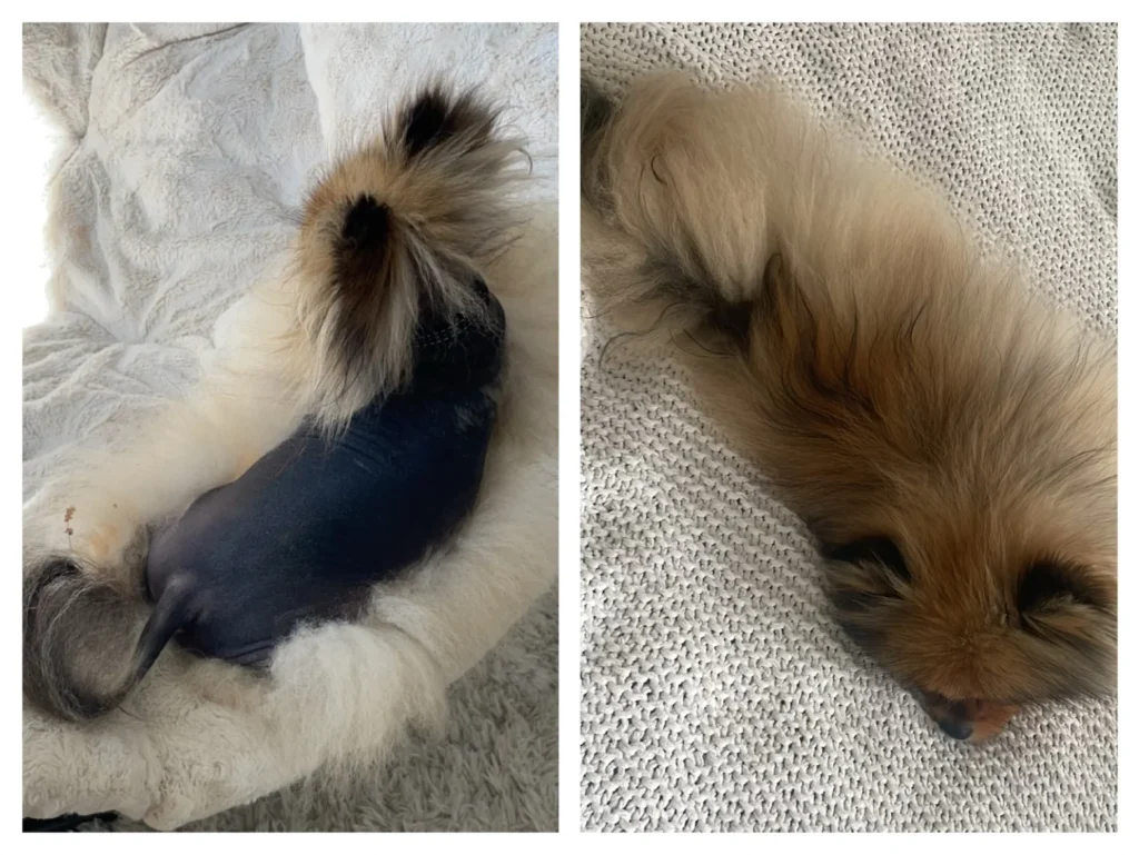 alopecia x pomeranian