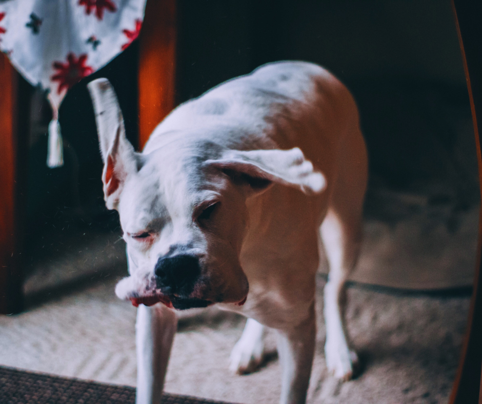 Ce înseamnă când se învârte câinele în cerc