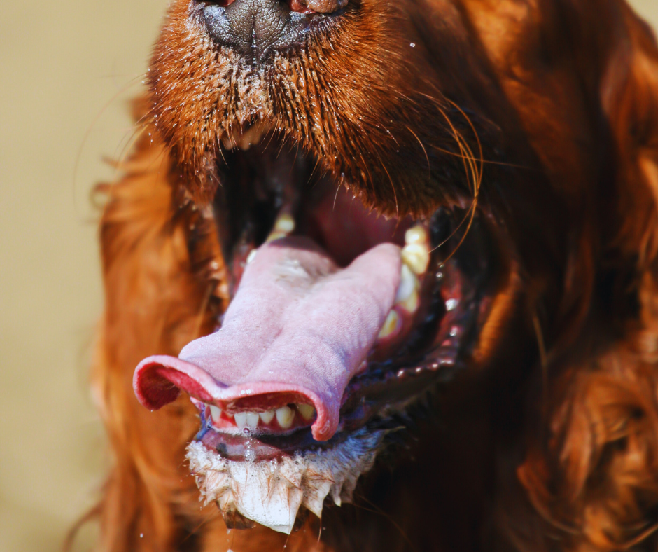 De ce îi curg balele câinelui meu