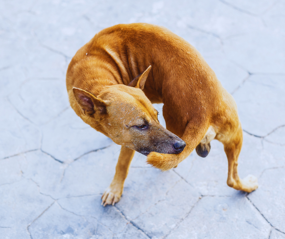 De ce își mușcă câinele coada