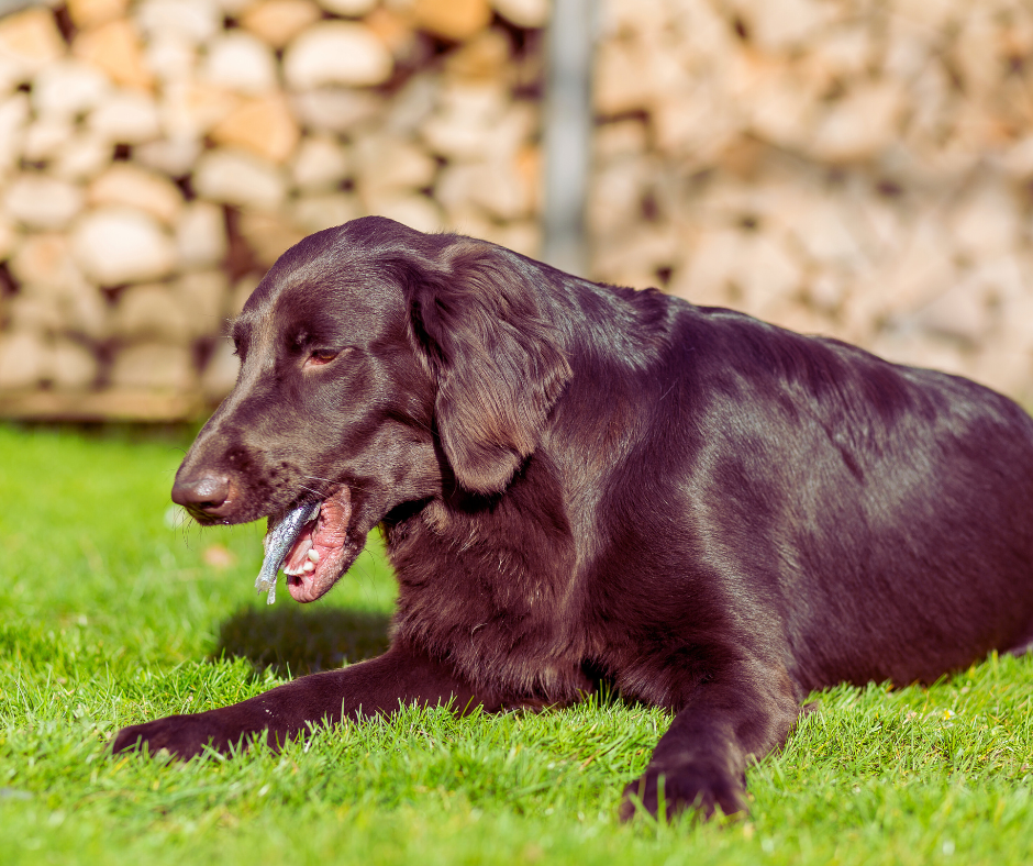 De ce vomită câinele mâncarea nedigerată