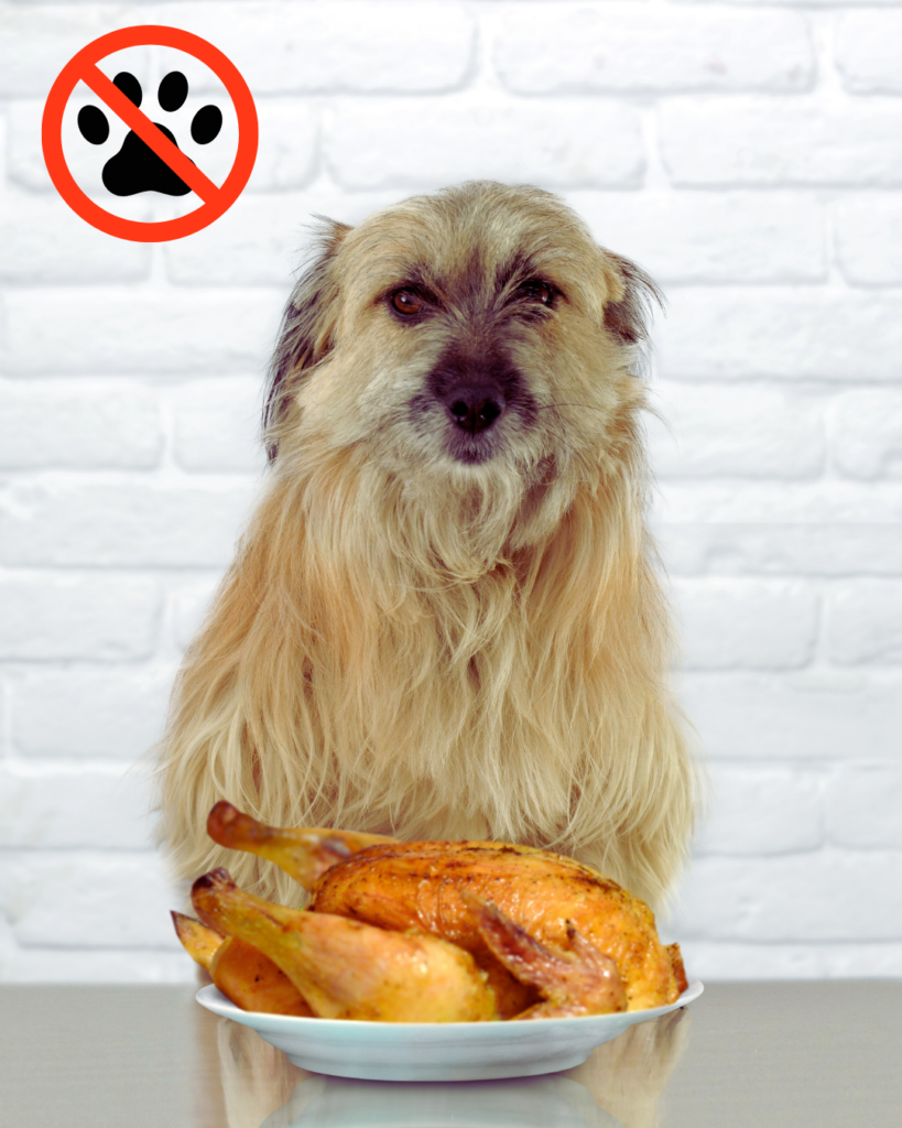 cainele a mancat oase de pui