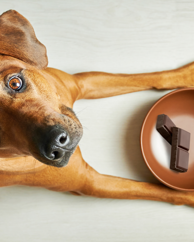 ciocolata la caini