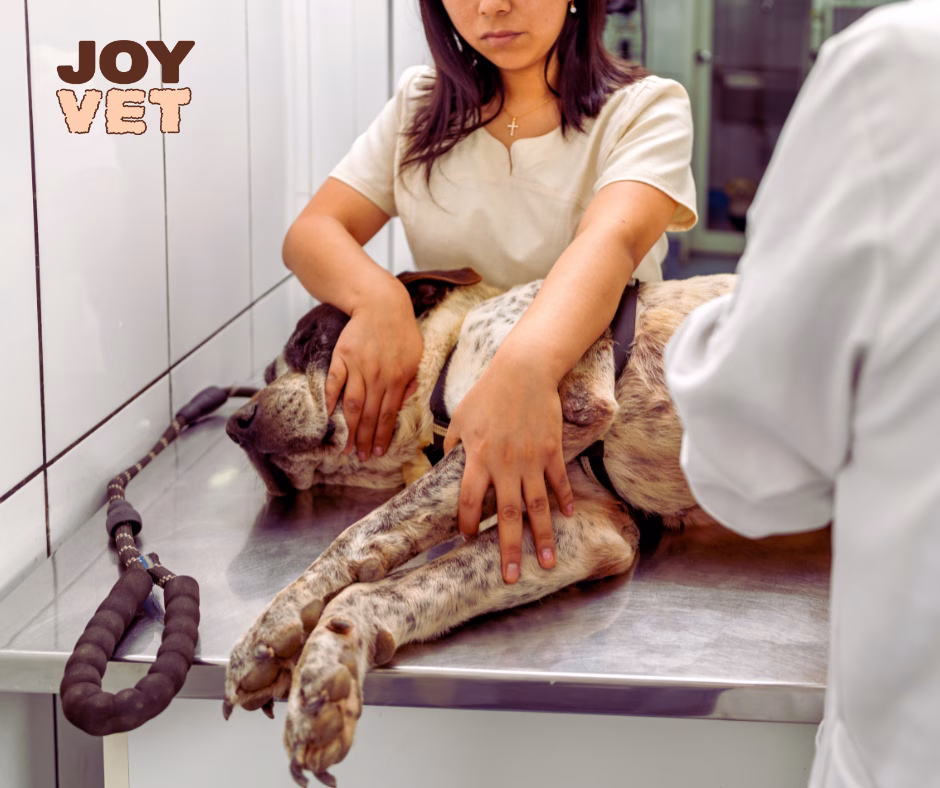 ecografie abdominala caini pret