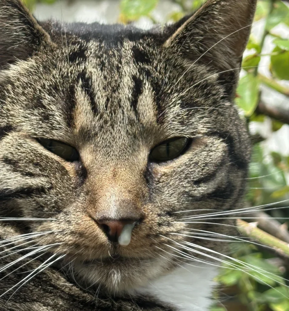 pisicii ii curge nasul