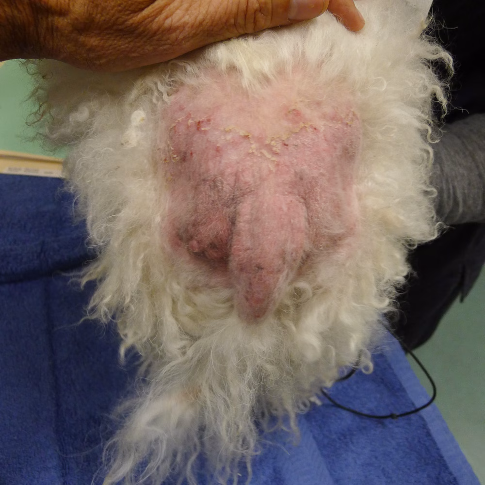 alergie alimentara caine